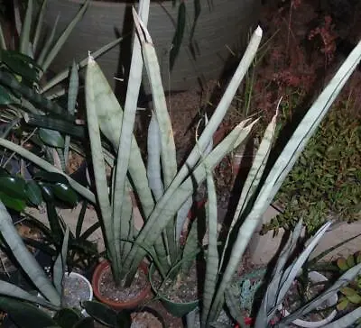 $4.50 • Buy Sansevieria Trifasciata 'Silbersee' - Rooted Cacti/Succulent Plant Medium 