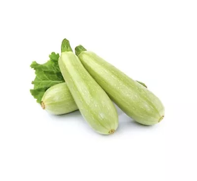 LEBANESE GREY ZUCCHINI 10 Seeds HEIRLOOM Summer Vegetable Garden Zuchinni Squash • $3.65