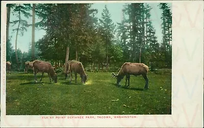 £6.50 • Buy Elk At Point Defiance Park Tacoma Washington WA EP Charlton