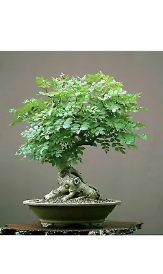 $8.99 • Buy 20 Wingless Moringa (Tree Of LIFE) - Bonsai Moringa Seeds - Highly Nutritious