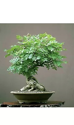 20 Wingless Moringa (Tree Of LIFE) - Bonsai Moringa Seeds - Highly Nutritious • $8.99