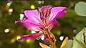$5 • Buy Purple Orchid Tree (Bauhinia Purpurea)  10 Fresh Seeds