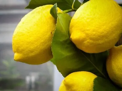 Meyer Lemon Seeds Citrus Garden Fruit Tree Seeds 57 122030+ & Free Shipping • $3.99