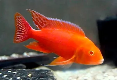 Red Pink Albino Peacock Cichlid | Aulonocara | Lake Malawi • £29.10