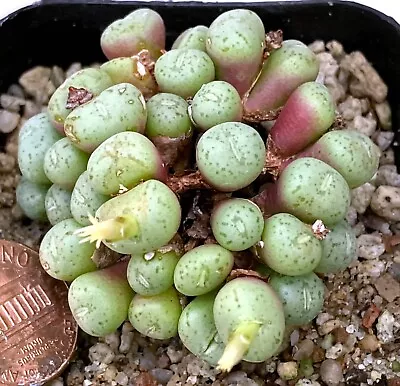 Mesembs Plant--Conophytum Uviforme  Clarum --Large Clump! • $34.99