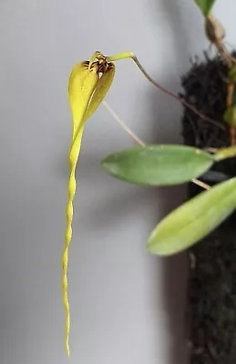 Bulbophyllum Contortisepalum YELLOW Miniature Orchid Species Rare • $49.99