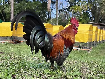 6 Mel Sims Brownred Poultry Chicken Hatching Eggs • $29.99