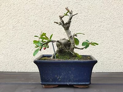 Chaenomeles Japonica Japanese Quince Shohin Bonsai Tree • £100