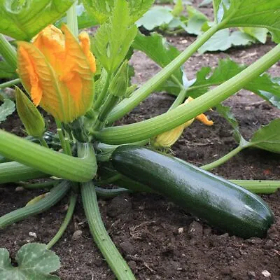 X3 COURGETTE 'Black Beauty' Plug Plants (No Seeds) - Vegetable Seedling • £99