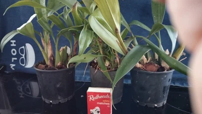 $29 • Buy  orchid Plants 3 Coelogyne Species