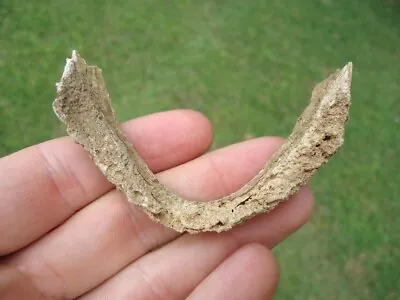 Rare Snapping Turtle Mandible Jaw Bone Florida Fossils Ice Age Extinct Skull Nr@ • $1.99