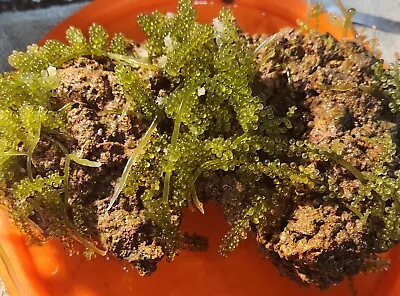 $24.99 • Buy Live Rock Aquacultured Fiji Live Rock 2 LB. Robbie's Corals Walt Smith