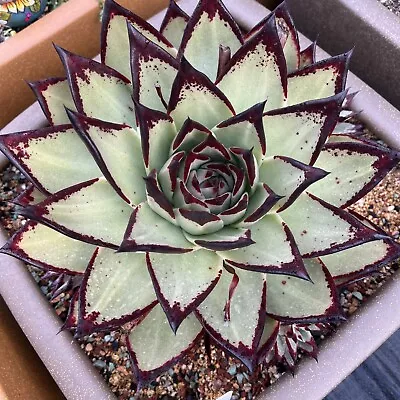 Echeveria Agavoides Ebony 1xPup Fresh Cutting 07/07/2023 Succulent • $45