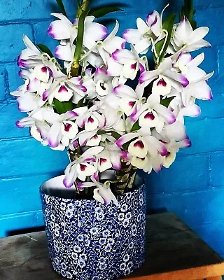 Orchid Dendrobium Love Memory ‘fizz’ • $35