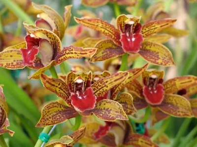 OoN Cymbidium Orchid Death Wish 'Speckled Spectre' (4052) 85mm Sq Pot • $25