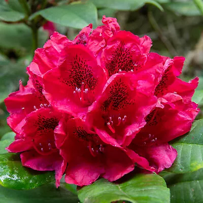 Rhododendron Lord Roberts Evergreen Outdoor Garden Shrub Red Flowering Pot Plant • £9.99