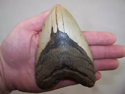 5.04  MEGALODON Fossil Shark Tooth Teeth / 11.8 Oz /NO RESTORATION /Not Dinosaur • $75