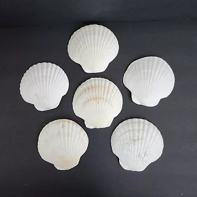 Natural Scallop Shells Lot Of 6 Crafts Baking DIY Coastal Nautical Decor 5.5  • $16.99