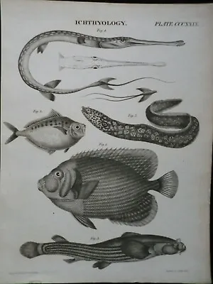 Original Victorian Steel Engraving (c1840) Ichthyology - Moray Eel Fish Print • $12.43