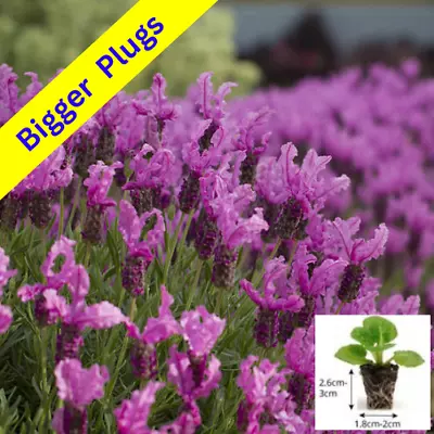 6x Hardy Pink English Lavender Scented Plug Plants Angustifolia Shrubs Perennial • £9.89