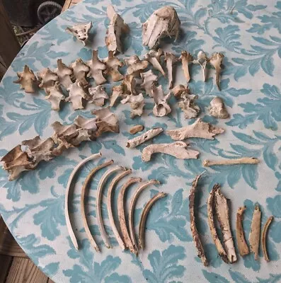 Lot Of Whitetail Deer Bones Skeleton Vertebrae Ribs Skull Craft Cabin Decor  • $34