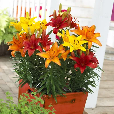 Mixed Longiflorum Asiatic LA Hybrid Lilies In Bold Colours X 25 Bulbs • £12.99