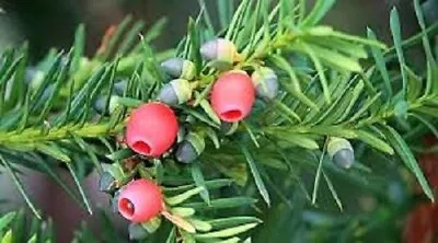 50 X English Yew Tree Seeds (taxus Baccata) Tree Seeds.. • £8.21