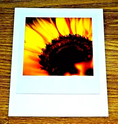 The Impossible Spectrum Project Photograph Postcard ~ Close-up Of A Sunflower • £1.50