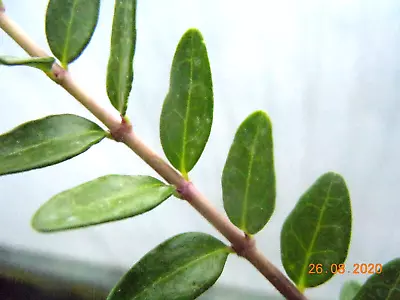 £7.50 • Buy 3 X Lonicera Pileata Evergreen Hardy Shrub Plants Ground Cover Hedge P7 Bonsai