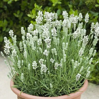 Lavender Plug Plants Fragrant Garden White Flowers Perennial Shrubs Pack Of 3 • £9.46