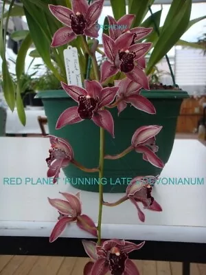 Cymbidium Orchid  RED PLANET 'RUNNING LATE  X  DEVONIANUM • $22