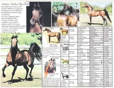 Arabian Horse BEY SHAH Halter Champion Outstanding Sire Picture Pedigree Photo • $6.65