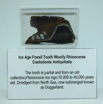 Woolly Rhinoceros Ice Age Pleistocene Partial Fossil Tooth In Collectors Box • £24