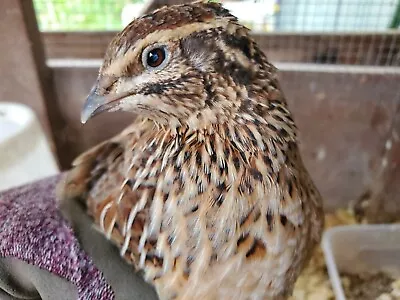 12 Fertile Jumbo Coturnix Quail Hatching Eggs • $20.99