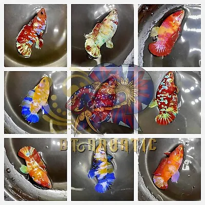 Live Betta Fish HMPK Female Koi Galaxy Multiple  Color For Sorority/Breed • $15.95