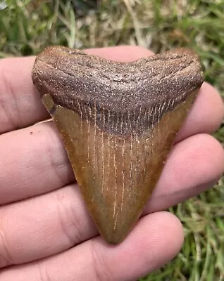 Otodus Megalodon Fossil Shark Tooth From Virginia • $29.99
