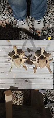 Lot Of 2 Cow Vertebrae Spine Bones Faces Oddities Art Funny Face • $5