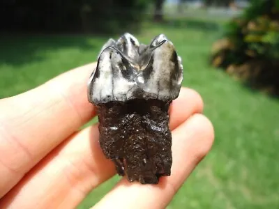 Awesome Tapir Upper Molar Tooth Florida Fossils Ice Age Extinct Jaw Bones Skull • $20