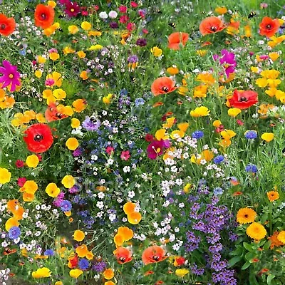 WILD FLOWER MEADOW SEEDS Wild Scented Bee Mixed Meadow NO GRASS NO Sand English • £2.99