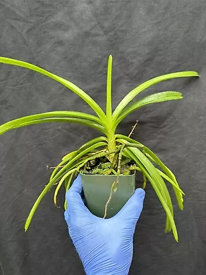 Vanda Testacea Cheerful Compact Orchid Species Bloom Size  • $39.99