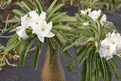 Pachypodium Lamerei Madagascan Palm In  12 Cm 30 -40 Cm Height  • £12.50