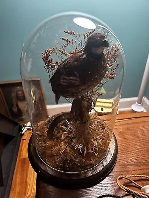 VTG Bobwhite Quail Taxidermy Nature Mount From Southpoint Plantation 1940’s MINT • $399