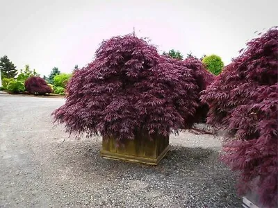 $4.97 • Buy 25+ Purple Japanese Maple Bonsai Tree Lawn Garden Plant Seeds Ornamental Rare