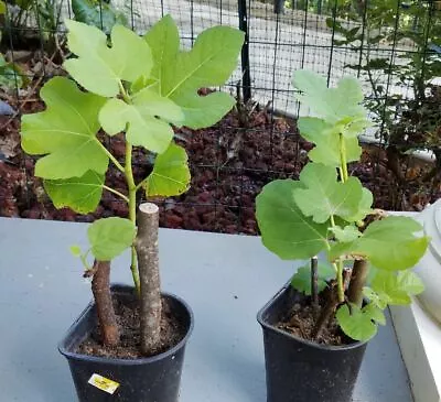 1 Brown Turkey Fig Tree Plant 6 ~14  Tall Rooted Live Plant Ficus Carica • $26.99