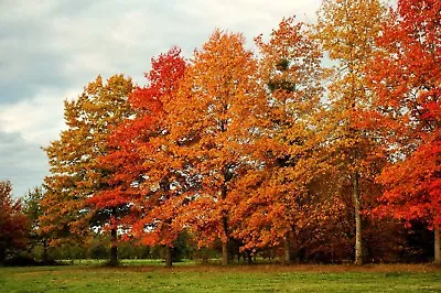 Pin Oak Tree Qt Pot (quercus Palustris) • $9.95