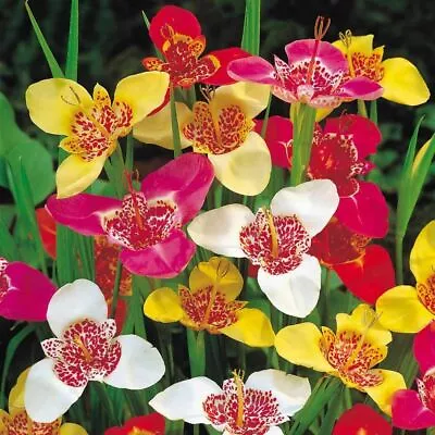 20 X TIGRIDIA Pavonia - TIGER FLOWER - Perennial Garden Plant BULBS • £7.95