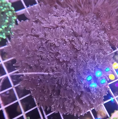 Large Aquacultured Coral Colony Glove Polyp Colony Rock 3 - 3.5  • $59.99