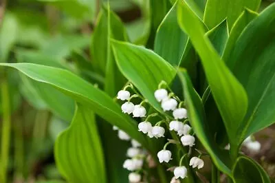Lily Of The Valley Hardwick Hall Plant In A 13cm Pot Large Flowers • £6.99