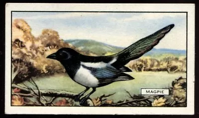 Tobacco Card Gallaher BRITISH BIRDS 1937 Magpie #29 • £2