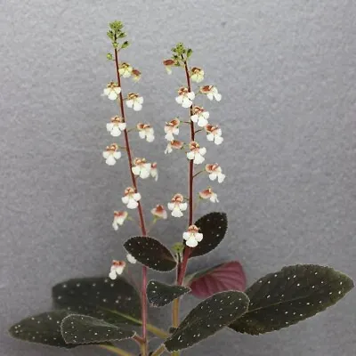 £15.86 • Buy Gloxinia Erinoides 20+ Seeds. Beautiful And Compact Gesneriad From South America
